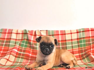 Jug dogs Mavis - Ad 4