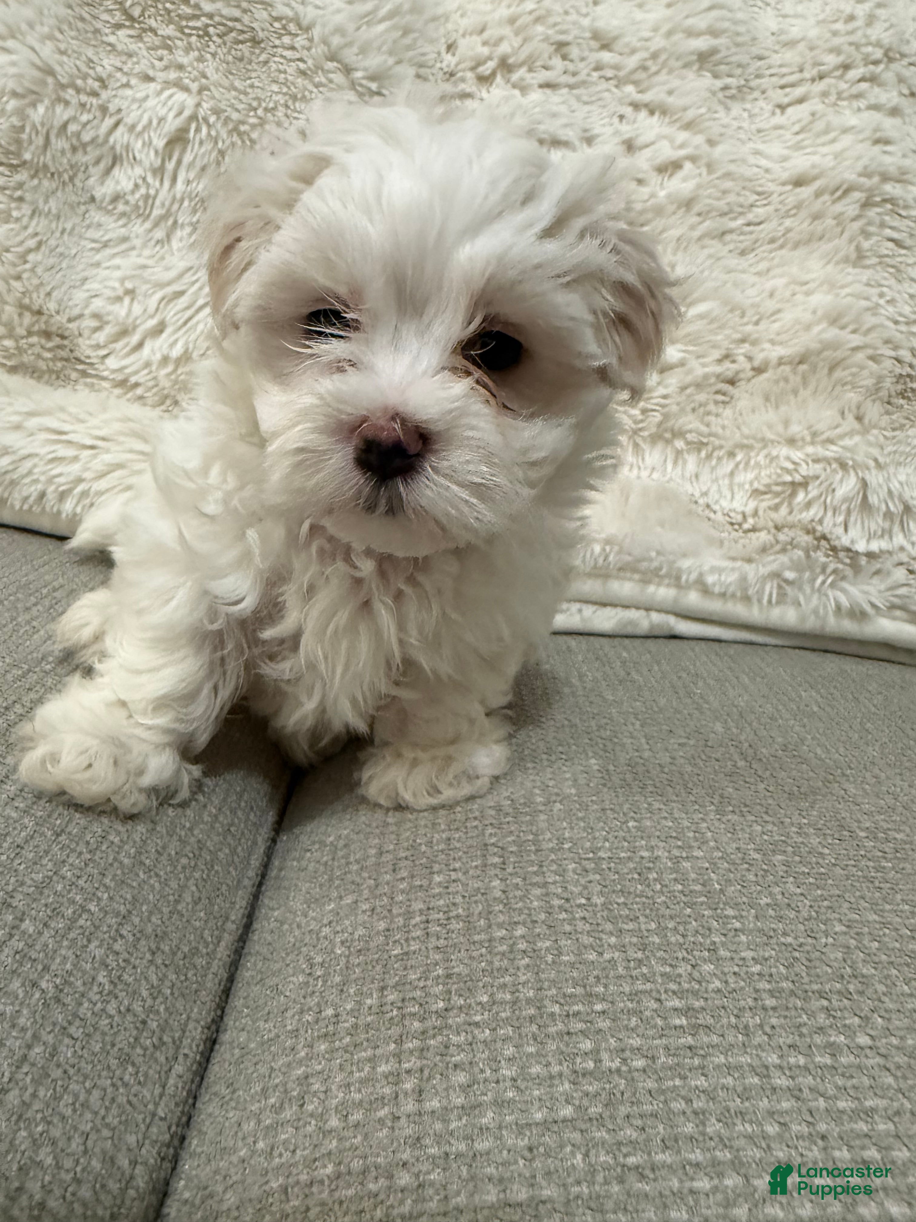 Maltese dogs for sale: Kisses - Ad 1