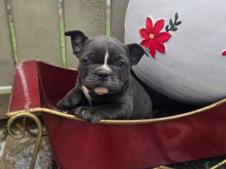 French Bulldog dogs Hope - Ad 15