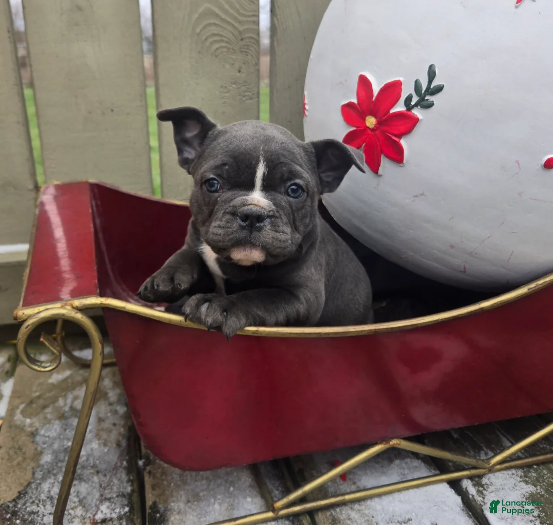French Bulldog dogs for sale: Hope - Ad 1