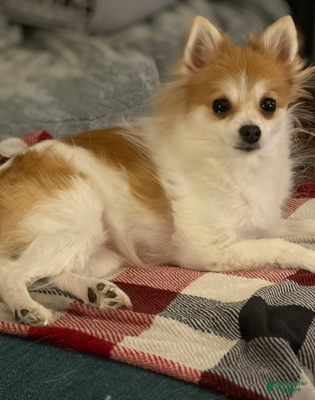 Pomchi dogs for sale: Pomchi Puppy 2 - Ad 6