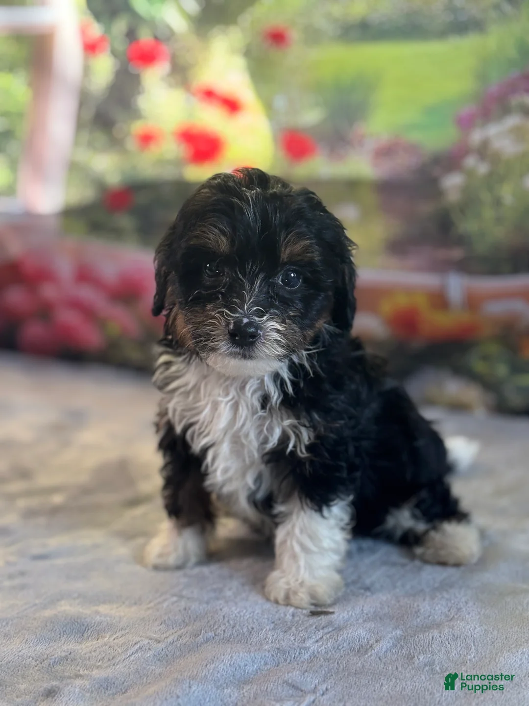 Bernedoodle dogs for sale: Finn - Ad 1