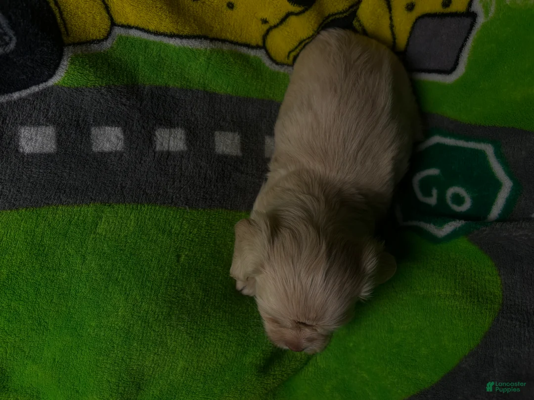 Mixed Breed dogs for sale: Betty Shweenie  - Ad 2