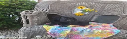 Labrador Retriever dogs for sale: Kathy - Ad 4