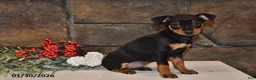 Miniature Pinscher dogs for sale: Annie - Ad 5