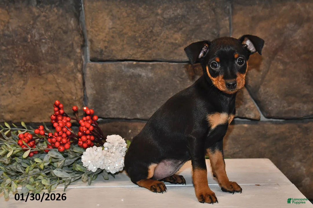Miniature Pinscher dogs for sale: Annie - Ad 5