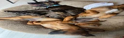 Mixed Breed dogs for sale: Brownie  - Ad 6