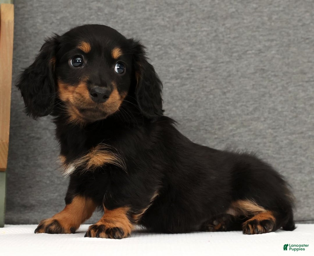 Miniature Dachshund dogs for sale: Gracie - Ad 6