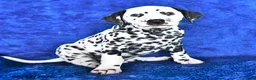 Dalmatian dogs for sale: Marshall - Ad 4