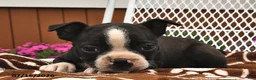 Boston Terrier dogs for sale: Lola  - Ad 4