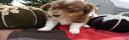 Mini Aussiedoodle dogs for sale: Mini Aussiedoodle 2 Victoria - Ad 3