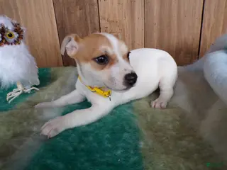 Jack Russell Terrier dogs Jack Russell Terrier Puppy 4 Samy - Ad 36
