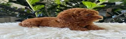 Mini Goldendoodle dogs for sale: Tate - Ad 5