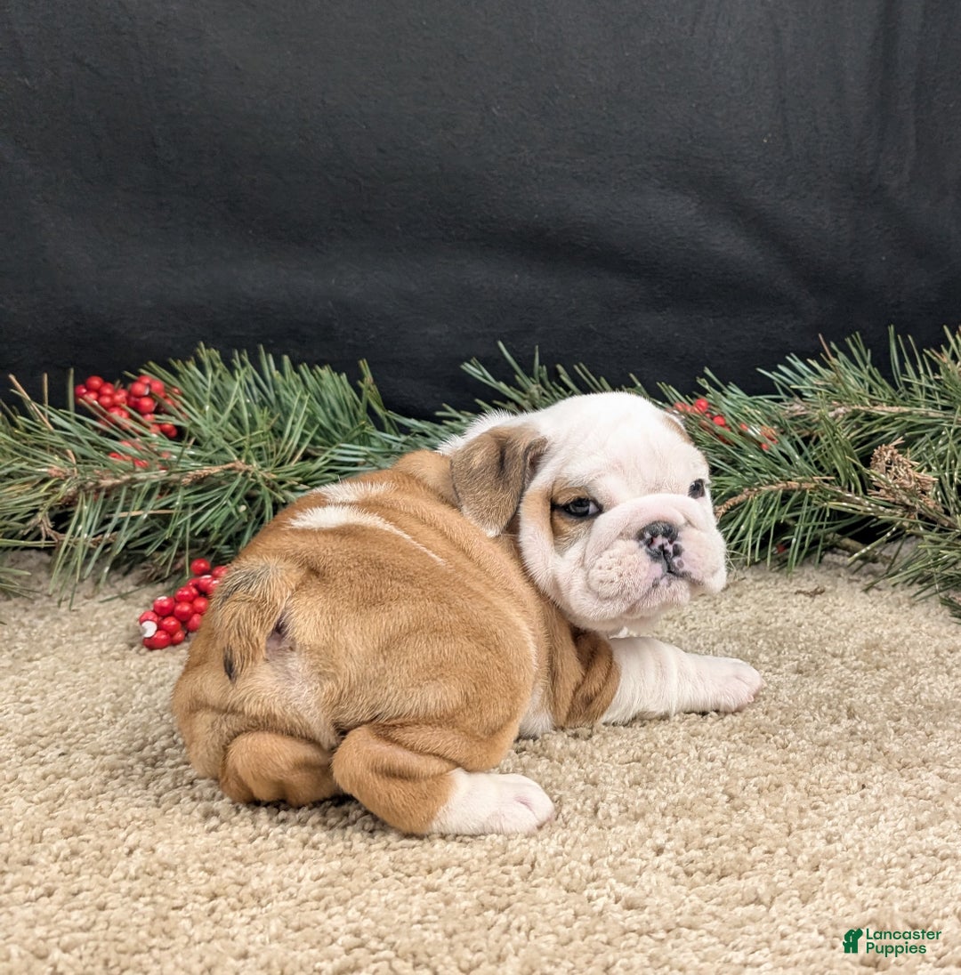 English Bulldog dogs for sale: Rudy - Ad 2