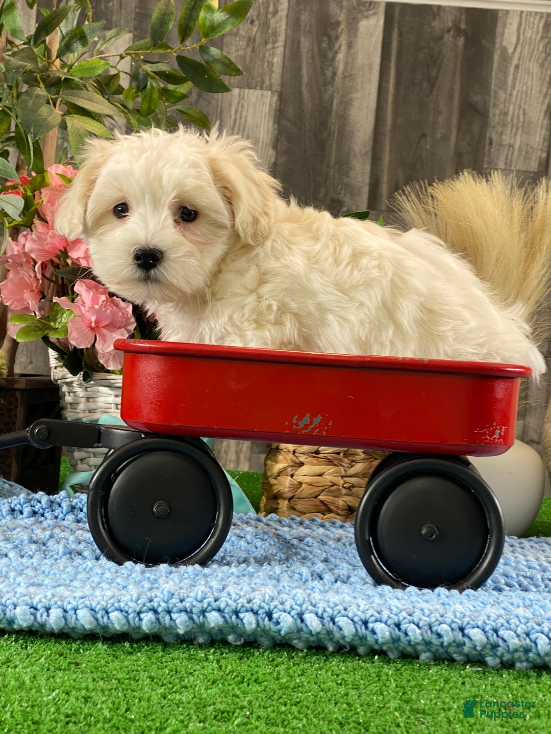 Coton De Tulear dogs for sale: Chico - Ad 2