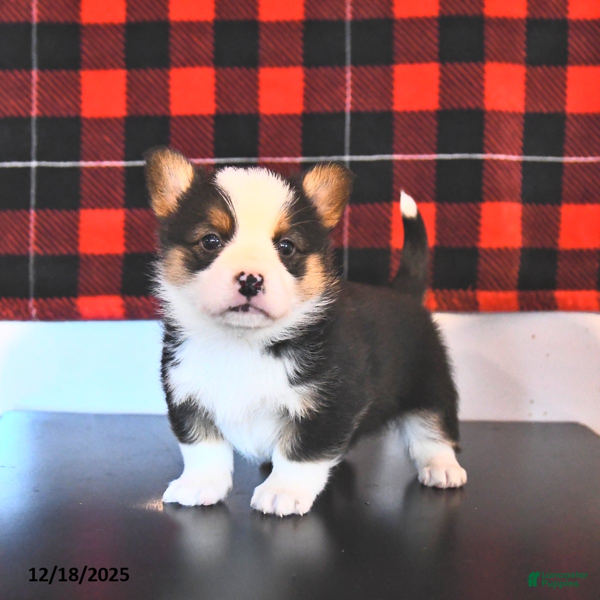 Welsh Corgi Pembroke dogs George  - Ad 10