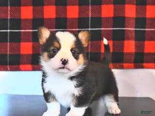 Welsh Corgi Pembroke dogs George - Ad 24