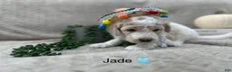 Goldendoodle dogs for sale: Jade 🩵 - Ad 16