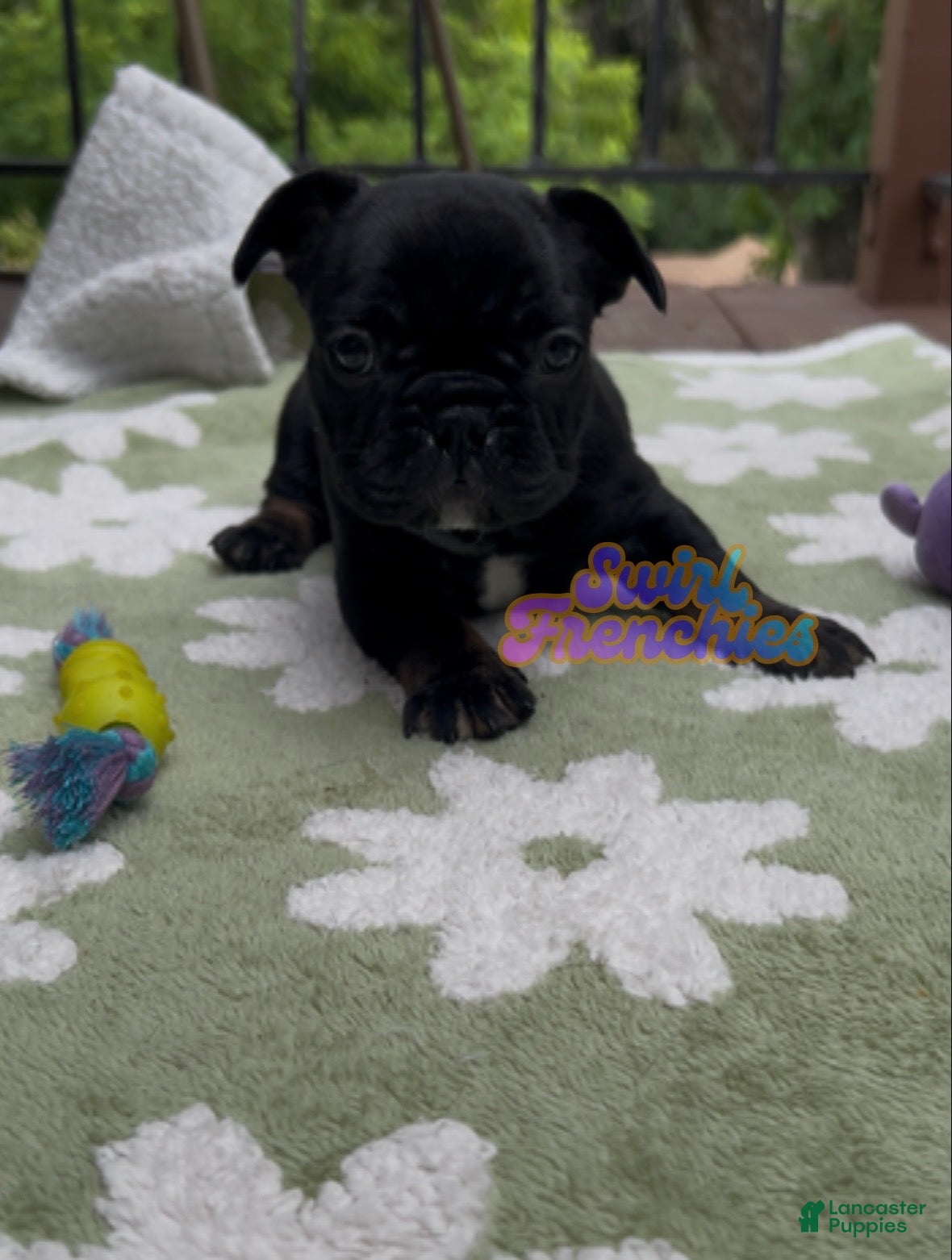 French Bulldog dogs Sesame - Ad 2