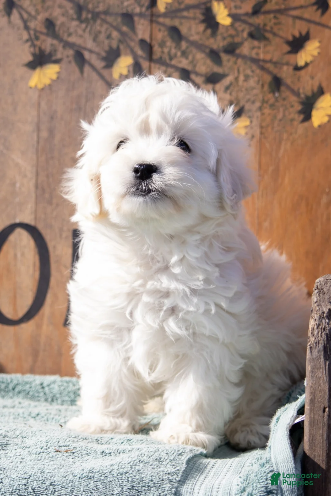 Maltipoo dogs for sale: Maltipoo Puppy 2 - Ad 1