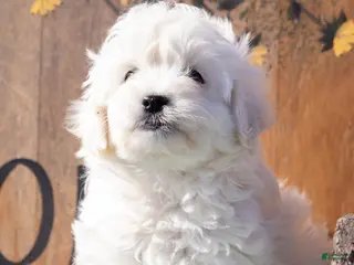 Maltipoo dogs for sale: Maltipoo Puppy 2 - Ad 3