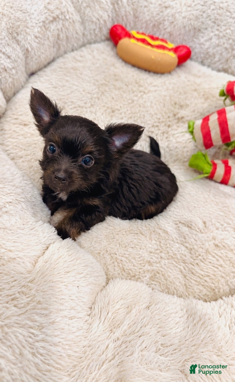Yorkshire Terrier dogs Yorkshire Terrier  - Ad 2
