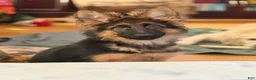 German Shepherd dogs for sale: Cuddles - Ad 13