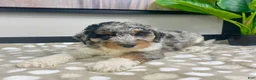 Mini Bernedoodle dogs for sale: Bonnie - Ad 1