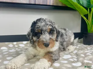 Mini Bernedoodle dogs Bonnie - Ad 3