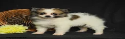 Pomeranian dogs for sale: Lily  - Ad 1
