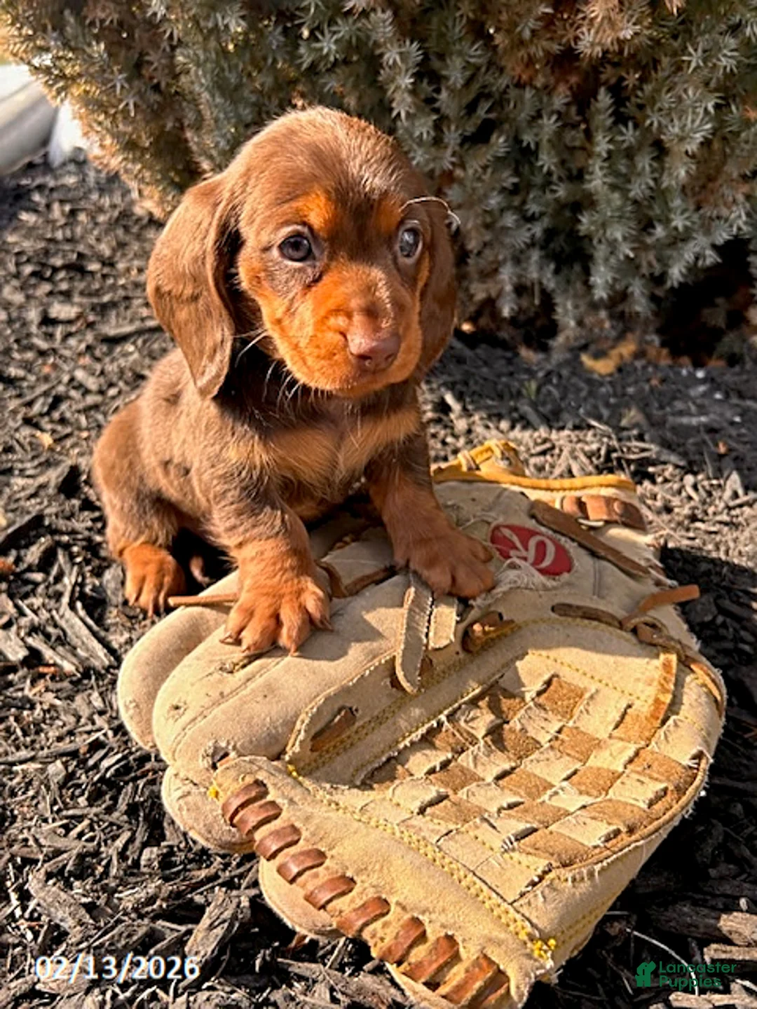 Miniature Dachshund dogs for sale: Max - Ad 3
