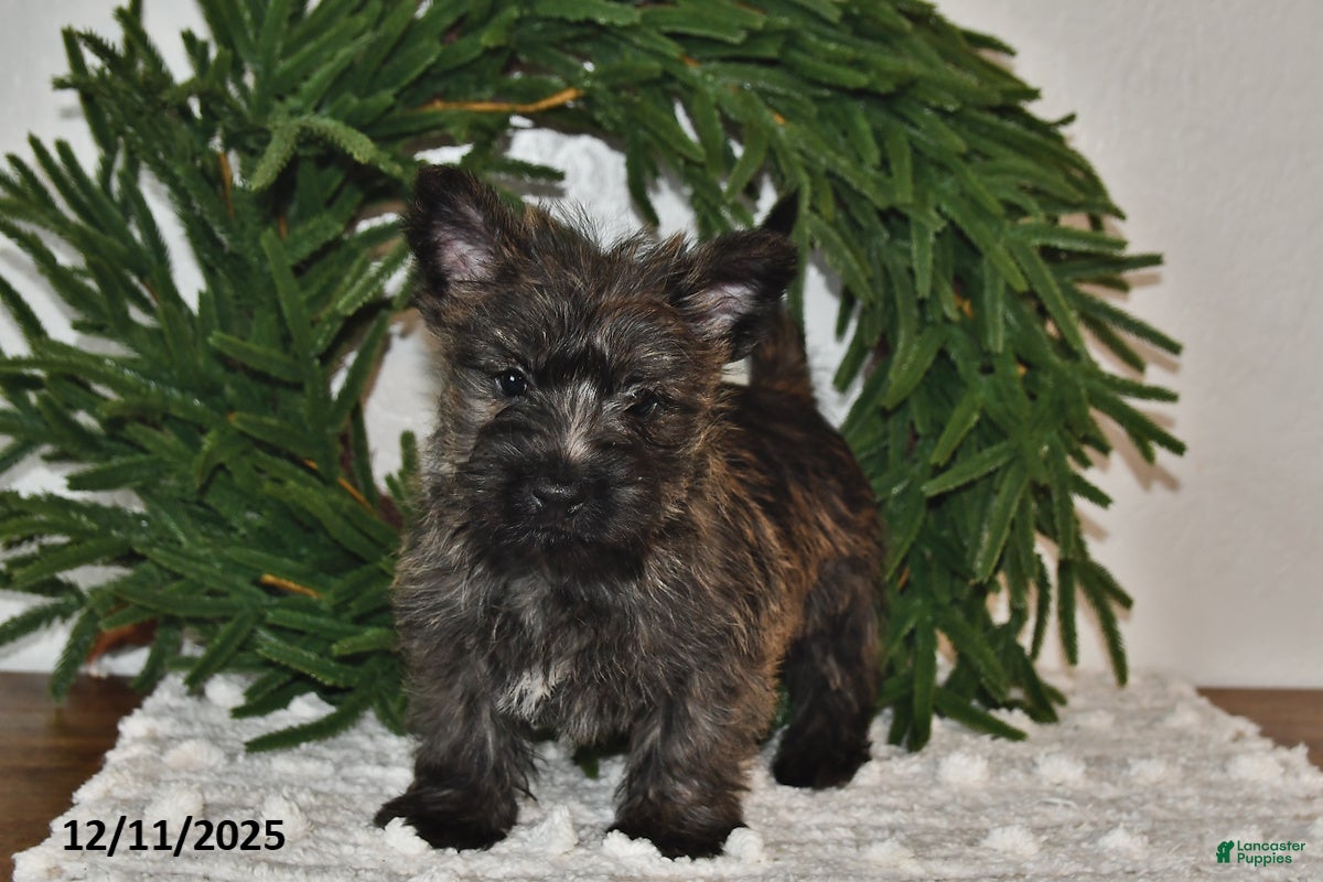 Cairn Terrier dogs Christopher - Ad 2