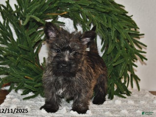 Cairn Terrier dogs Christopher - Ad 1