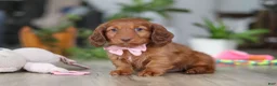 Miniature Dachshund dogs for sale: Max - Ad 6