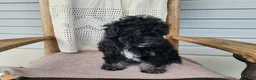 Mini Bernedoodle dogs for sale: Mia - Ad 19