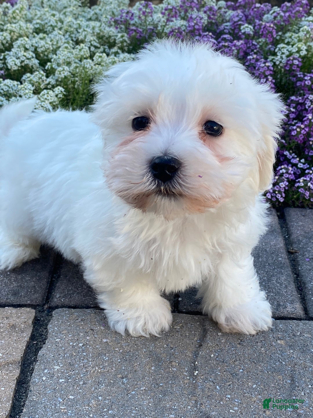 Coton De Tulear dogs for sale: Charles  - Ad 4