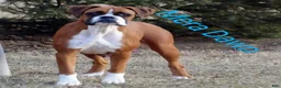 Boxer dogs for sale: Ace - Ad 5