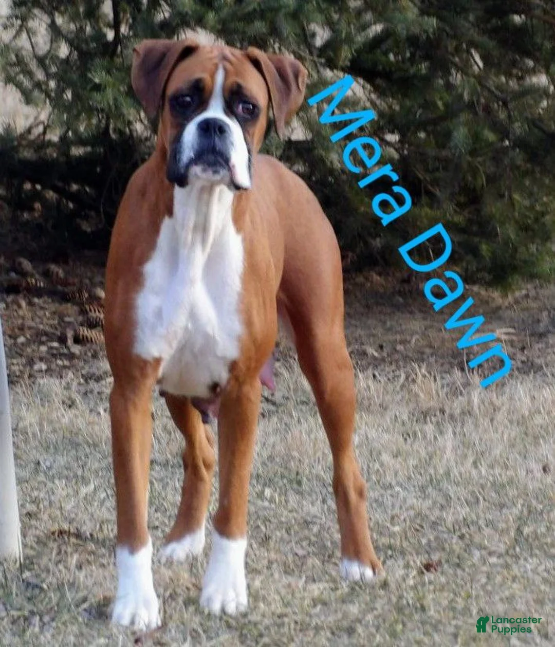 Boxer dogs for sale: Ace - Ad 5