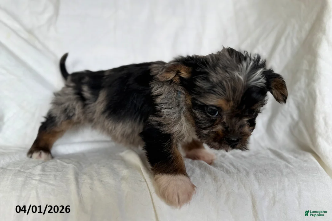 Mixed Breed dogs for sale: Kevin - Ad 2