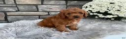 Cavapoo dogs for sale: Hunter - Ad 3