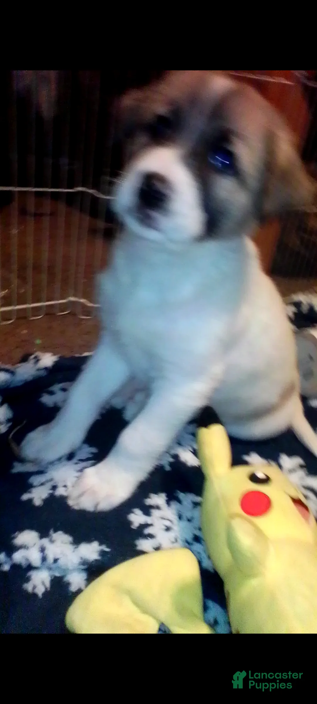 Mixed Breed dogs for sale: BABY JOJO  - Ad 2