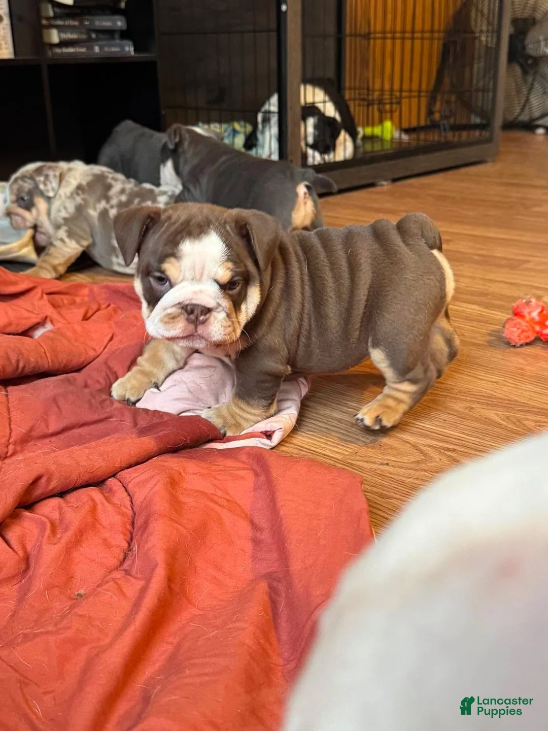English Bulldog dogs for stud: Riptide JR - Ad 2
