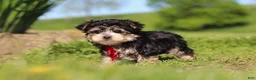 Morkie dogs for sale: Bennet - Ad 10