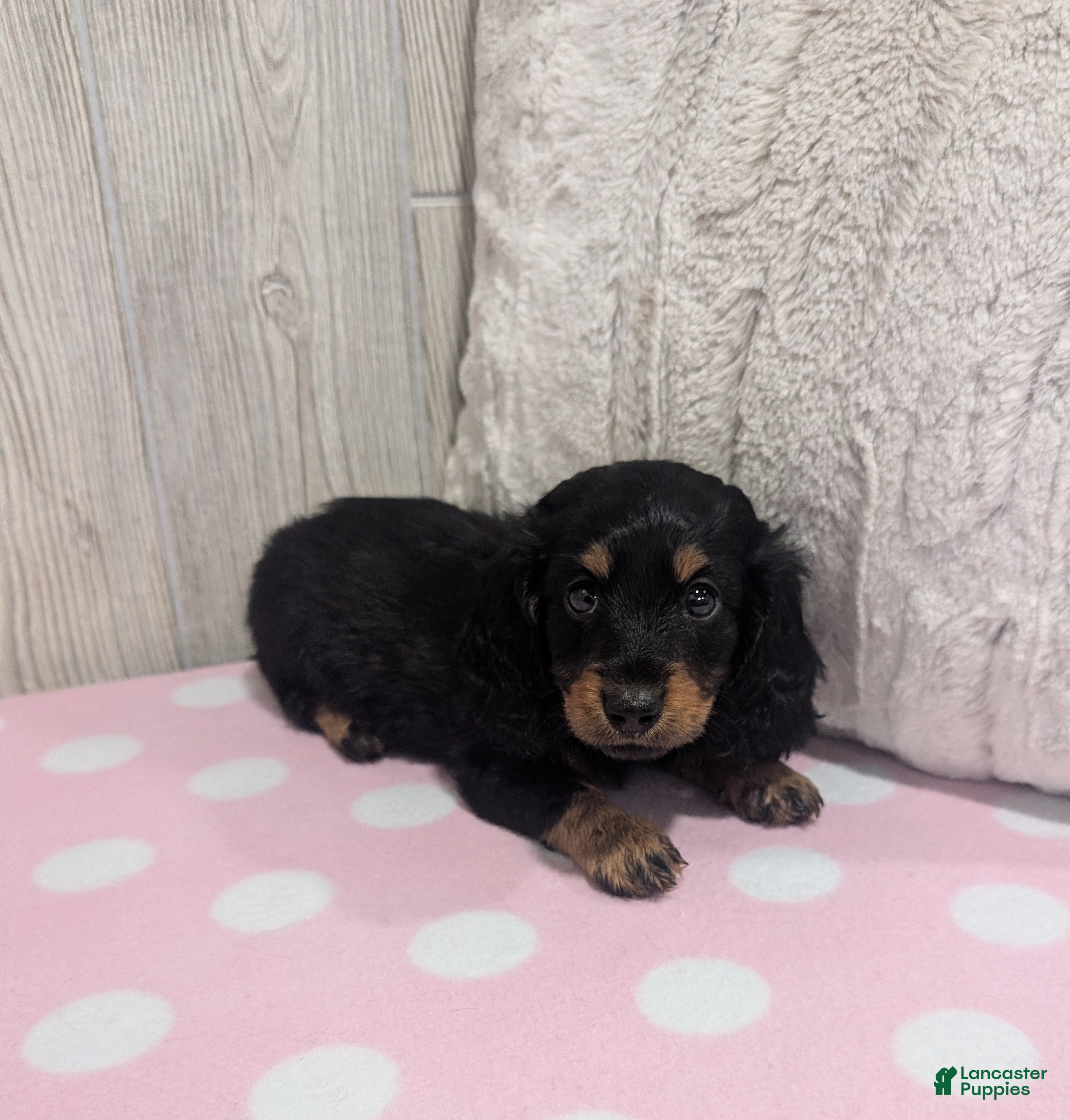 Miniature Dachshund dogs Sandy - Ad 2