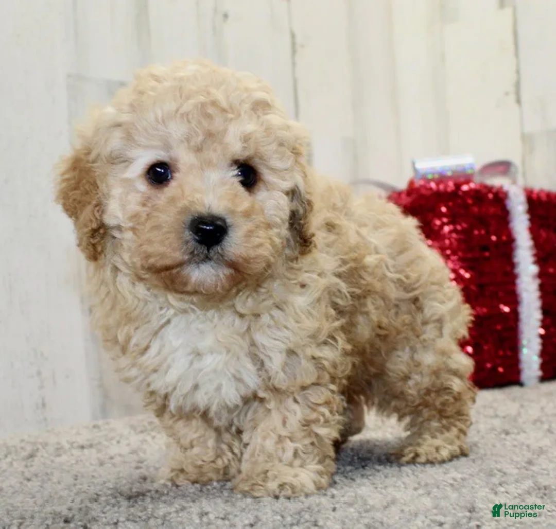 Miniature Poodle dogs for sale: Buddy - Ad 5