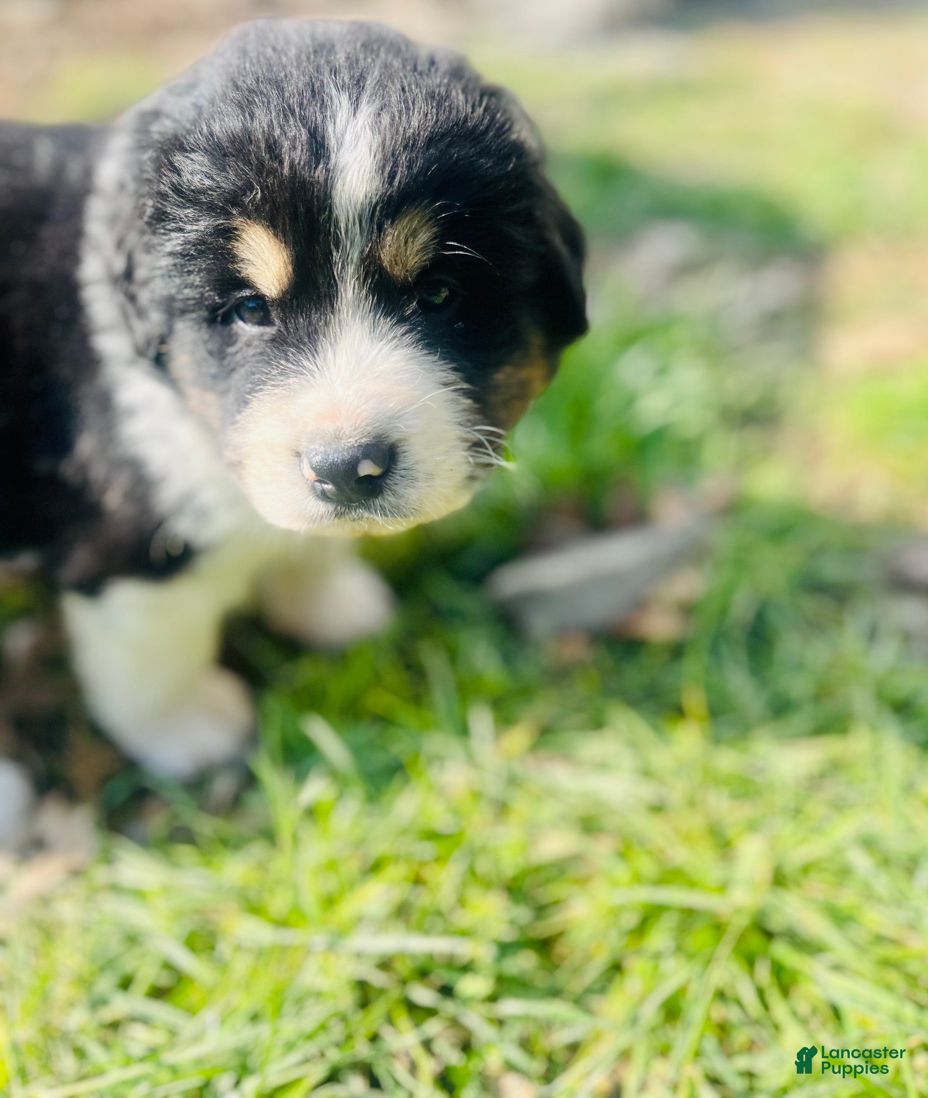 Mixed Breed dogs Doug  - Ad 1