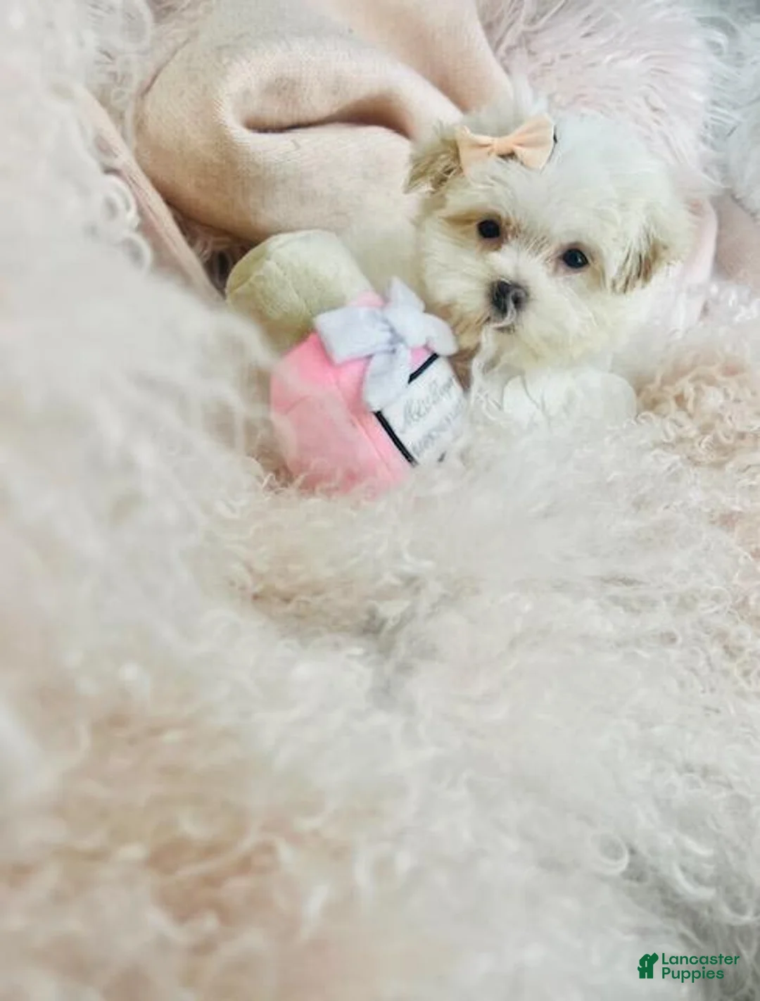 Maltese dogs for sale: Maltese Puppy Financing and Hand Delivery - Ad 3