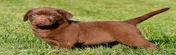 Labrador Retriever dogs for sale: Mira - Ad 3