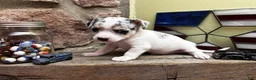 Chihuahua dogs for sale: 🐾Bart~Merle Chihuahua - Ad 8