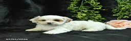Maltipoo dogs for sale: Henry  - Ad 5